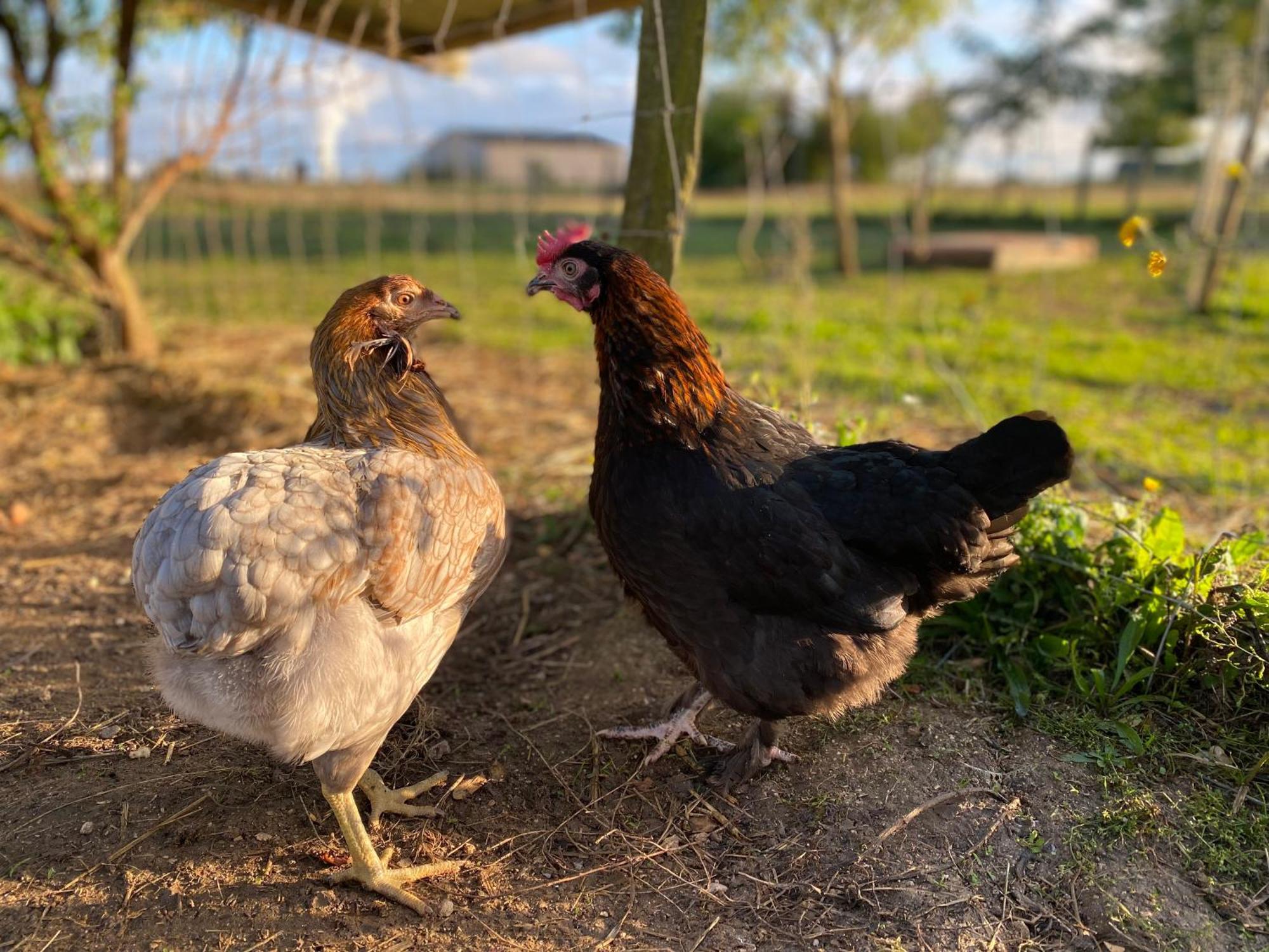 Mobilhome Sous Chalet En Bois A La Ferme Josnes Exteriör bild